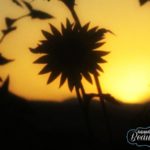 single sunflower sunset