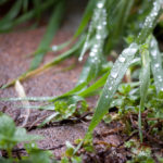 rain close up raindrops weeds