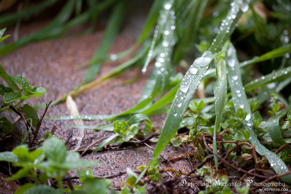 rain close up raindrops weeds