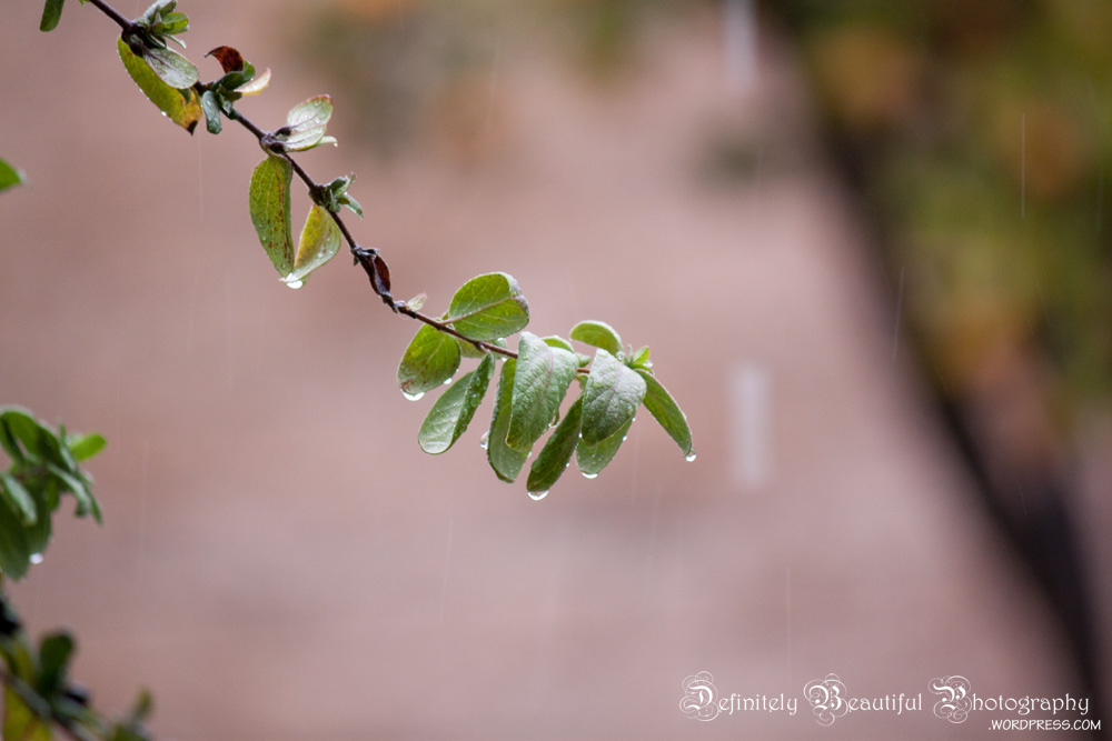 rain leaves raindrops