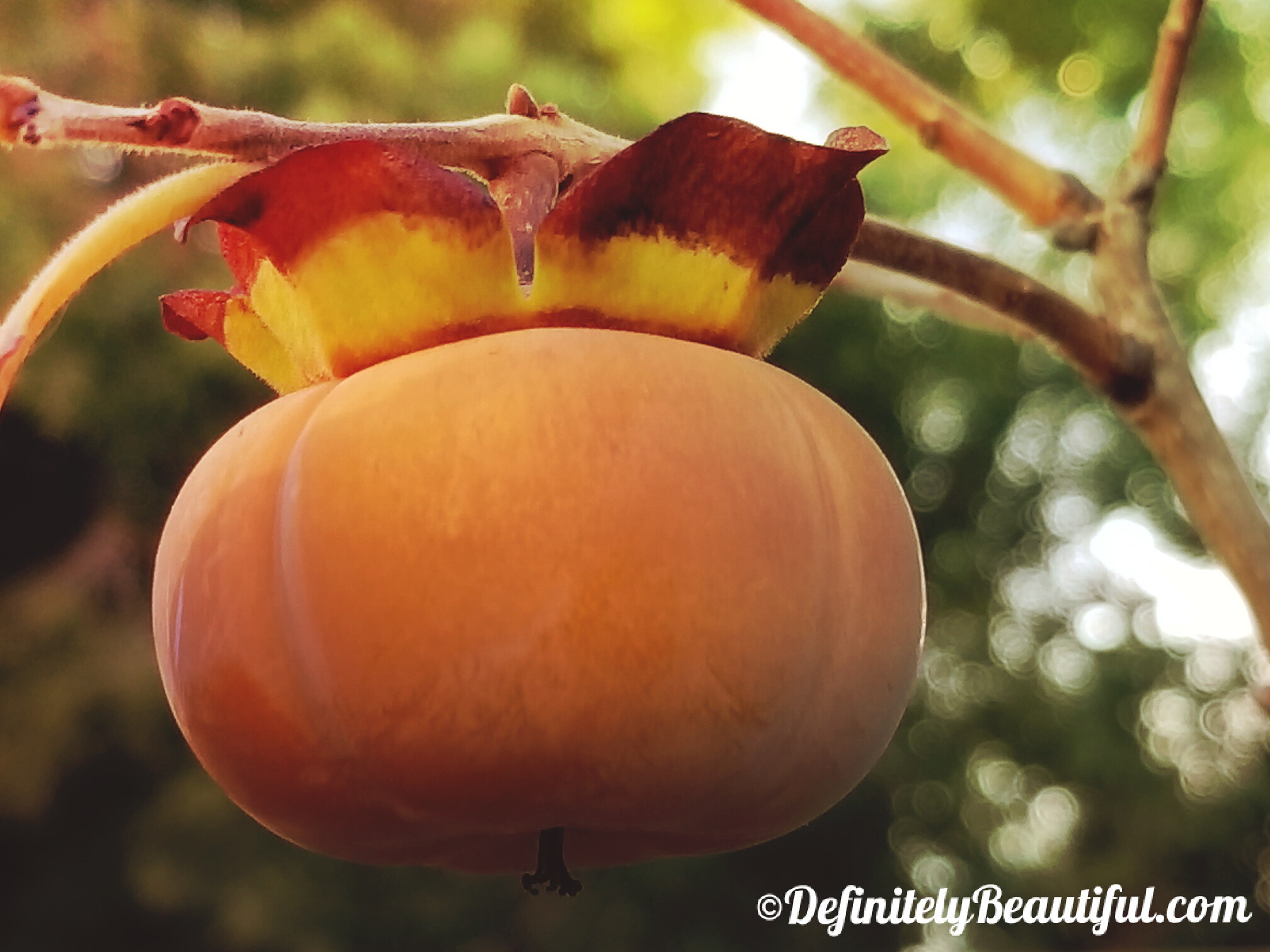 fruit-of-your-labor-definitely-beautiful