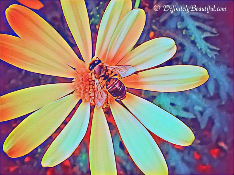 bees daisy filter