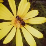 bee daisy