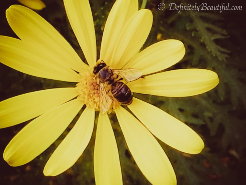 bee daisy