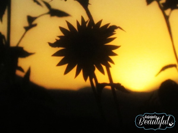 single sunflower sunset