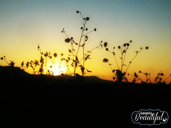 sunflower sunset