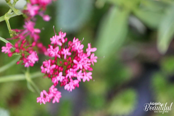 fall-pink-small-flowers