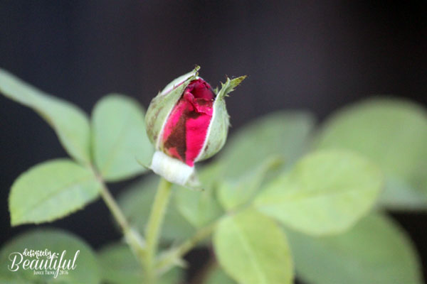 fall-red-rosebud