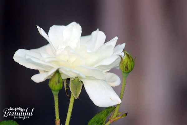 fall-white-rose