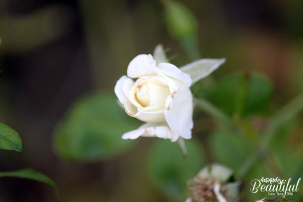 fall-white-rosebud