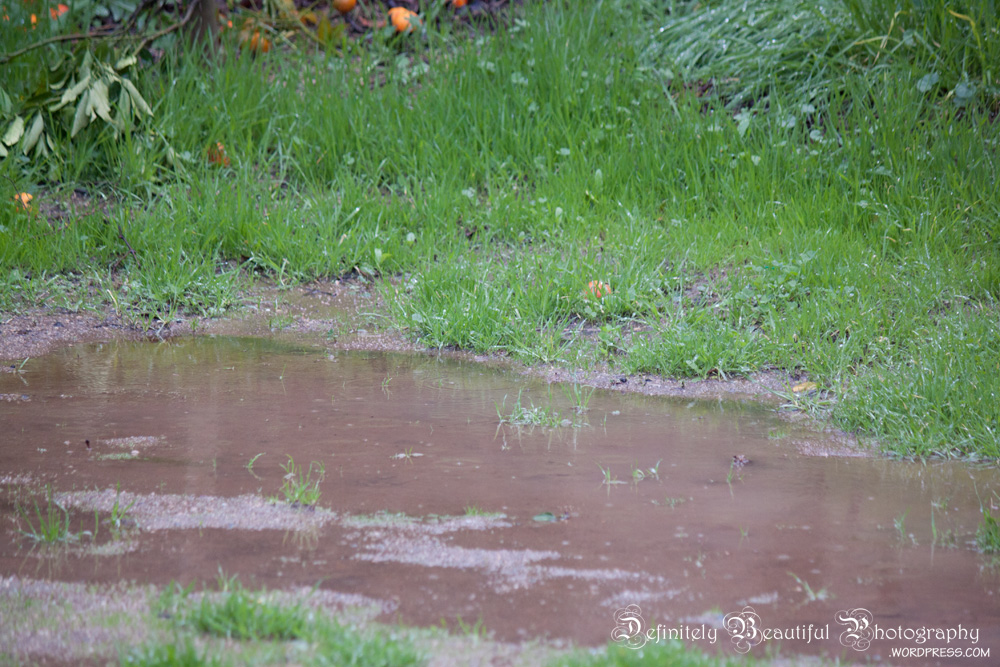 rain backyard pond